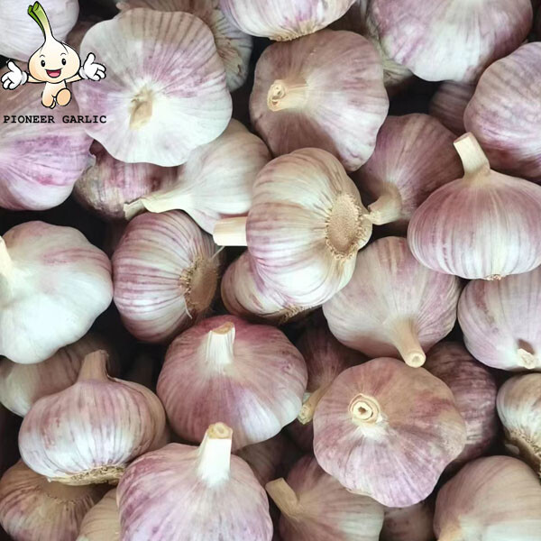 2022 New Crop 5cm Normal White Fresh Garlic 10kg Box Packing