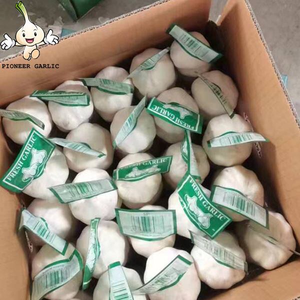 2022 Chinese Fresh Snow White Garlic good Quality New Harvest