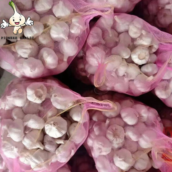 garlic exporters china, shandong garlic exporters in china purple garlic