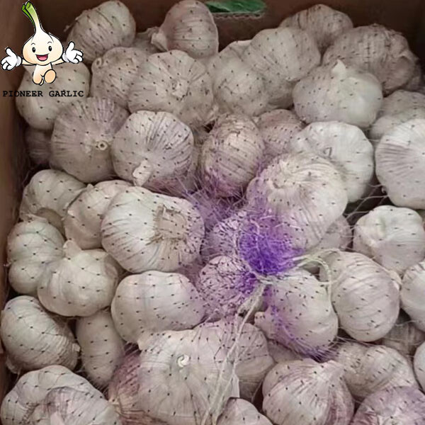 pure white garlic for exporting, fresh normal white garlic 2022 Fresh Garlic