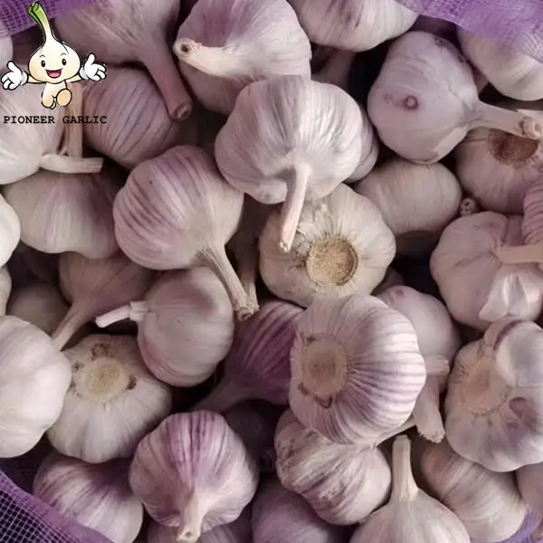 Ajo rojo fresco de almacenamiento en frío 2016, ajo fresco chino a granel