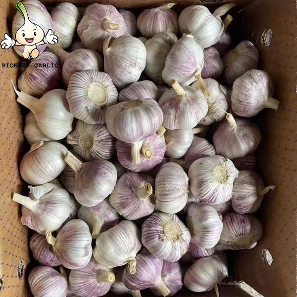 New Crop 4.5cm Normal White Fresh Garlic In 10 kg Box Packing