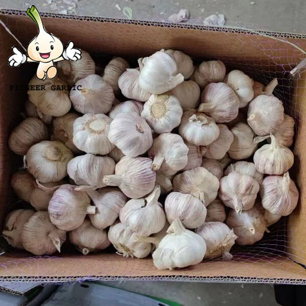 Great Quality Normal White Garlic Fresh Garlic nice garlic