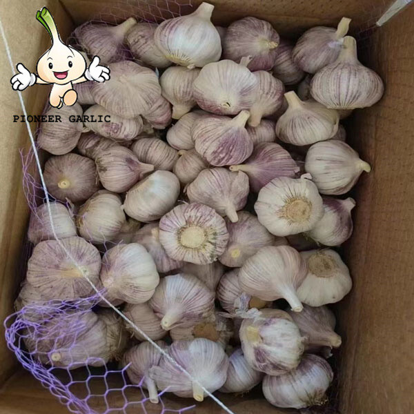 2022 Shandong fresh white garlic new crop fresh garlic factory directly supply