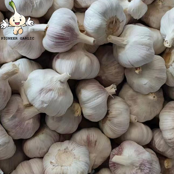 Natural Fresh Normal White Garlic Shandong Garlic, 5.5CM White Garlic