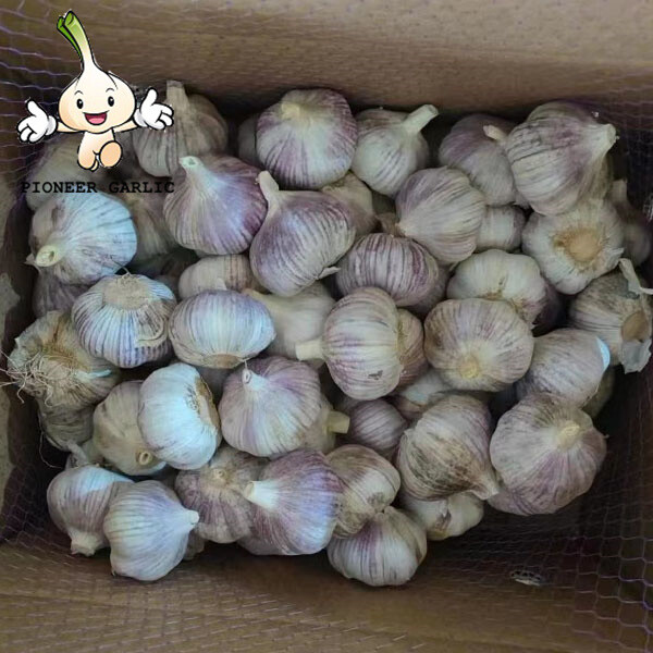 Great Quality Normal White Garlic Fresh Garlic nice garlic