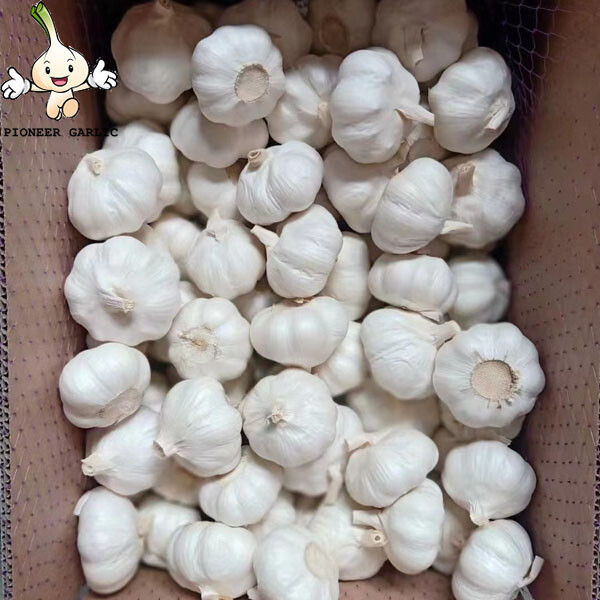 New crop pure white dry garlic fresh and dry normal white garlic