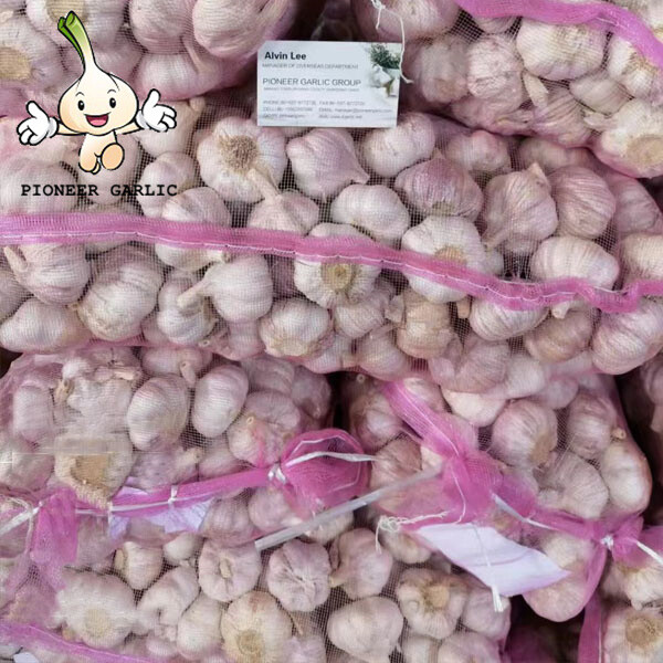 2022 Fresh Natural Garlic Popular Professional garlic buyers with high quality