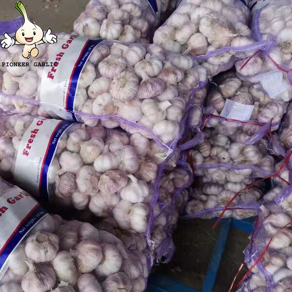 2022 New Crop 5cm Normal White Fresh Garlic 10kg Mesh Bag Packing