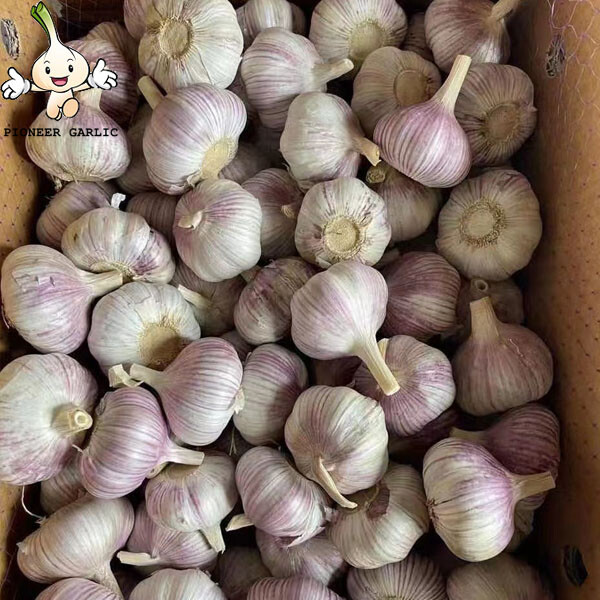 2022 New Crop 5cm Normal White Fresh Garlic 10kg Box Packing