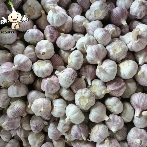 Hot Selling Fresh Garlic Normal White with Low Price garlic price