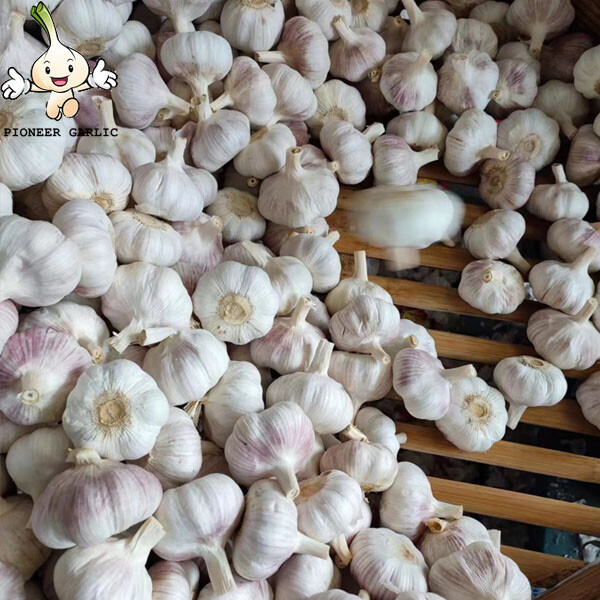 2022 Cold Storage Fresh Red Garlic Normal White Garlic