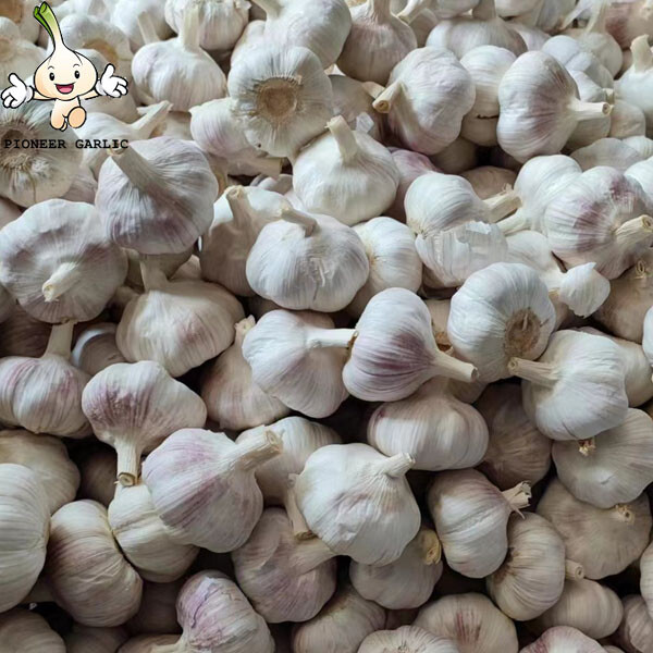 Natural Fresh Normal White Garlic Shandong Garlic, 5.5CM White Garlic