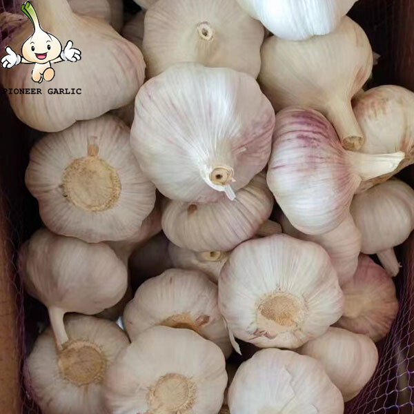 Bulk Packing Price Of Fresh Chinese Natural White Garlic