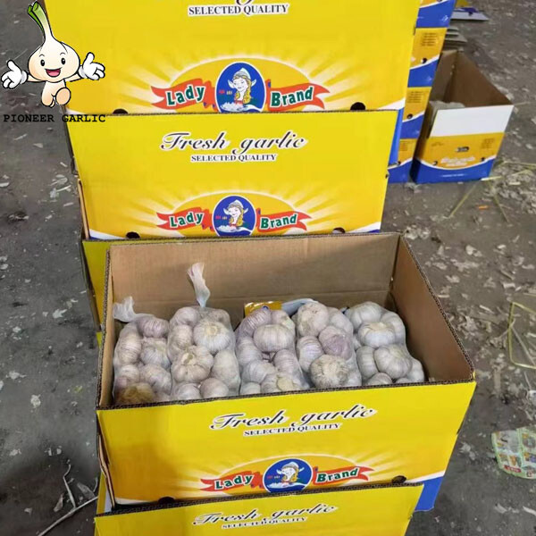 Suministro de ajo blanco puro en cartón/ajo blanco fresco a granel a la venta