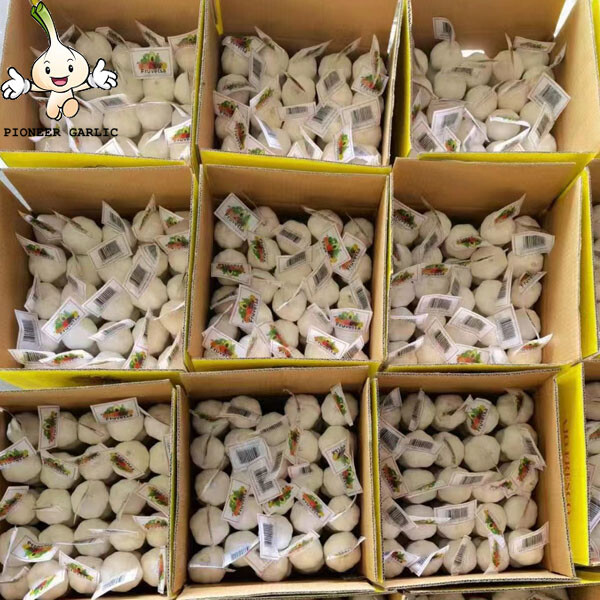 Cheap Fresh White Natural Garlic from China with best price small garlic