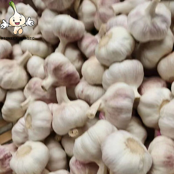 Chinese Raw Garlic To Colombia Current Price of China Garlic