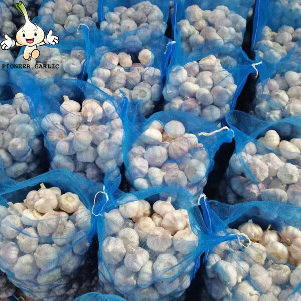 5.5 Fresh China Garlic Price 2022fresh high quality natural garlic for sale