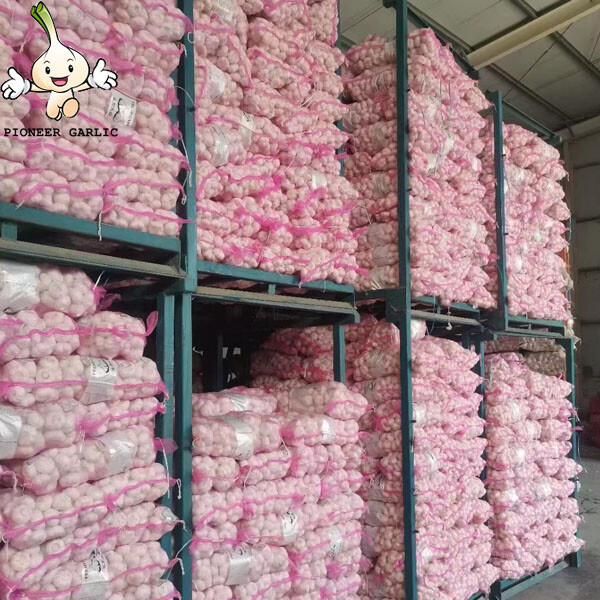 Bulk Garlic Cold storage Chinese white natural garlic price hot sale