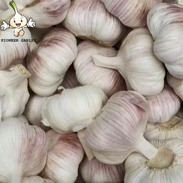 pure white garlic for exporting, fresh normal white garlic 2022 Fresh Garlic