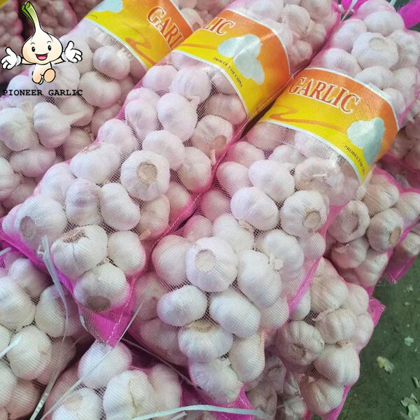 Bulk Garlic Cold storage Chinese white natural garlic price hot sale