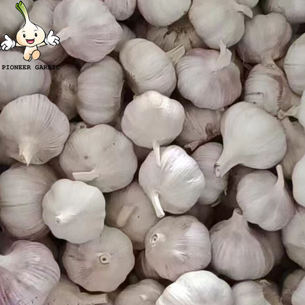 Chinese Raw Garlic To Colombia Current Price of China Garlic