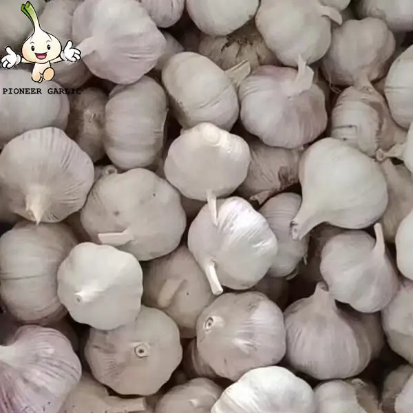 pure white garlic for exporting, fresh normal white garlic 2022 Fresh Garlic