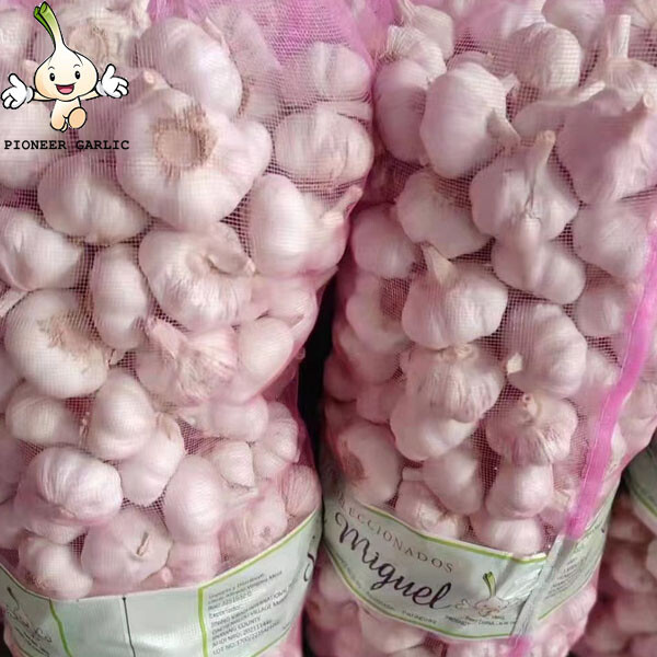 Benefit healthy pure white garlic supplier from China garlic exporter