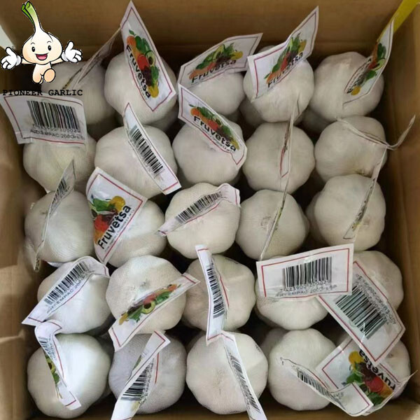 Supply carton package pure white garlic Bulk fresh white garlic for sale