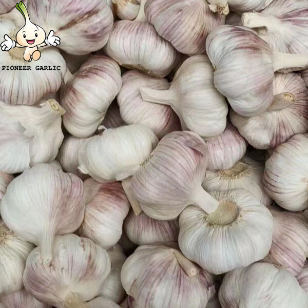 pure white garlic for exporting, fresh normal white garlic 2022 Fresh Garlic