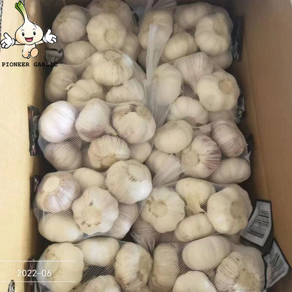 Normal White / Pure White FRESH GARLIC, SIZES 4cm-6cm