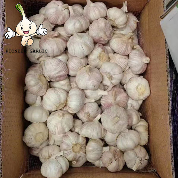 best price and hight quality garlic exporters in china