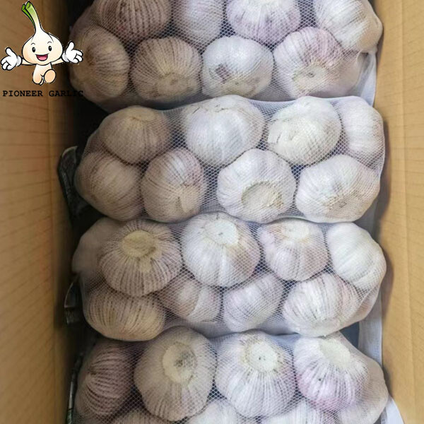 New Shandong corp fresh garlic 2022with best quality China