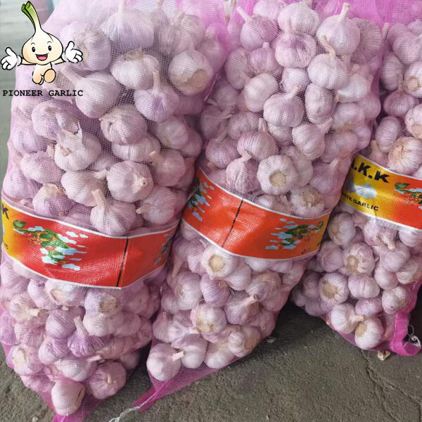 2022 New Crop 5cm Normal White Fresh Garlic 10kg Mesh Bag Packing