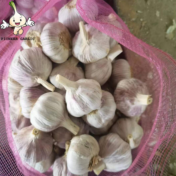 2022 New Crop 5cm Normal White Fresh Garlic 10kg Mesh Bag Packing