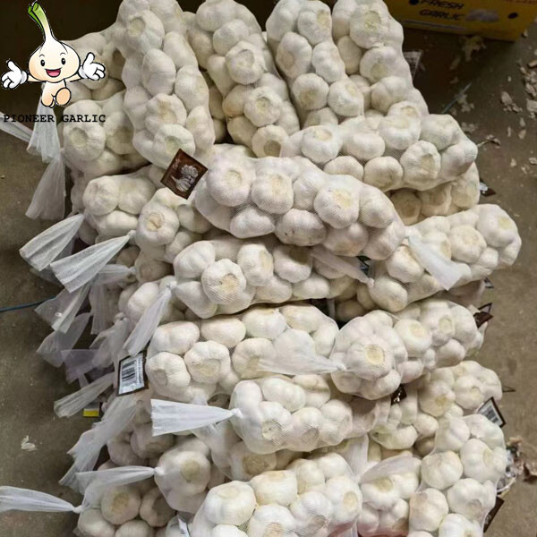 Ajo blanco normal de Shandong --- fábrica de ajo, origen de Jinxiang, calidad superior