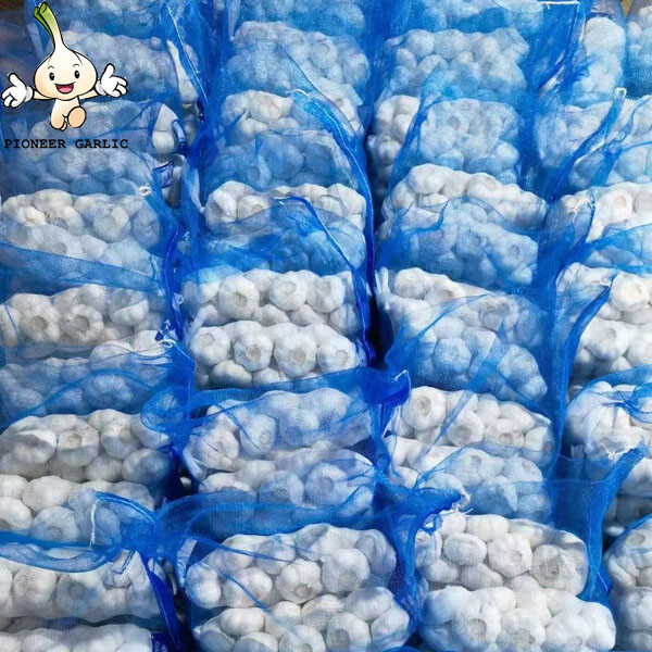 White dry garlic for sale China jinxiang factory fresh garlic price