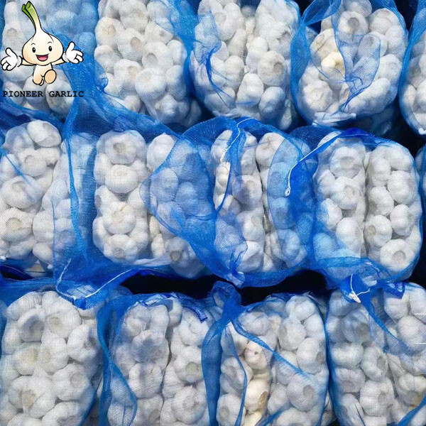 White dry garlic for sale China jinxiang factory fresh garlic price