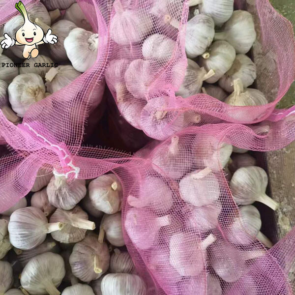 fresh garlic lowest price 2022 new fresh good farmer garlic for wholesale