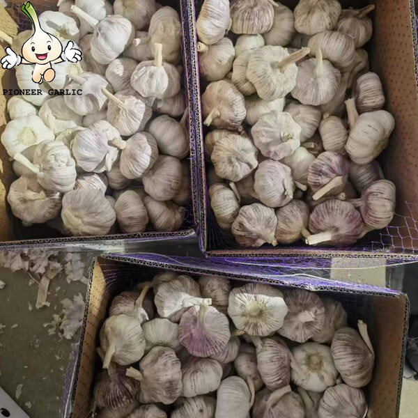 5.5 Fresh China Garlic Price 2022 fresh high quality natural garlic for sale