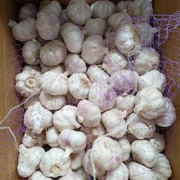 5.5 Fresh China Garlic Price 2022 fresh high quality natural garlic for sale