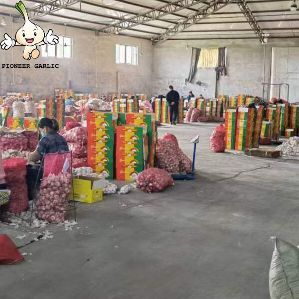Exportación de ajo original de China a Colombia/2015 ajo de semilla fresca
