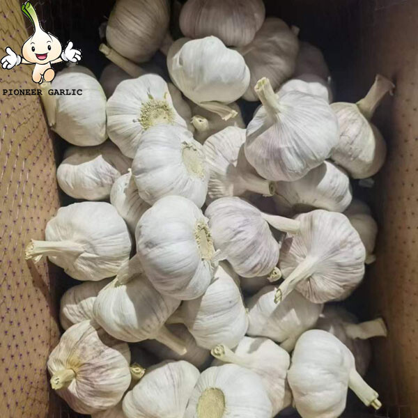 5.0-6.0cm normal white garlic bulk fresh for different size from