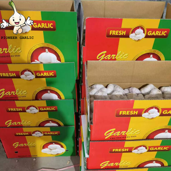 Exportación de ajo original de China a Colombia/2015 ajo de semilla fresca