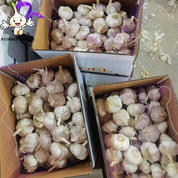 2022 Garlic Normal White Garlic Fresh Garlic dry red Garlic