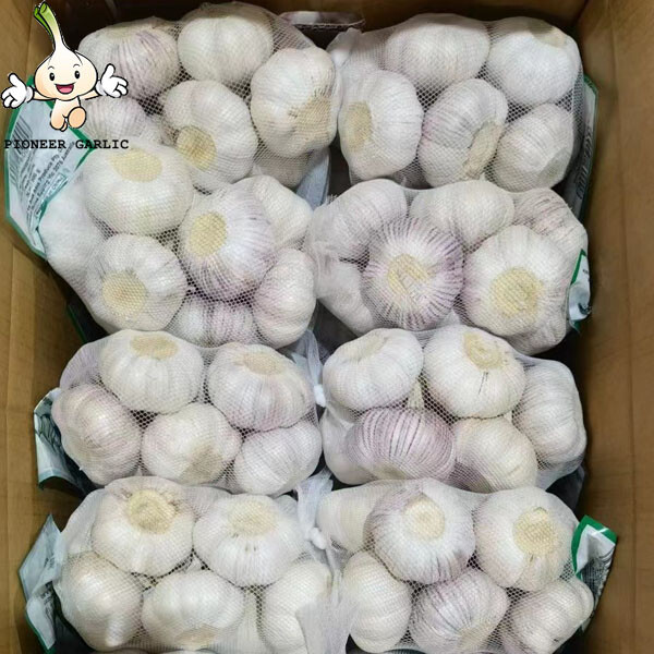 2022 crop china super garlic 4.5-5.0cm pure wihte garlic