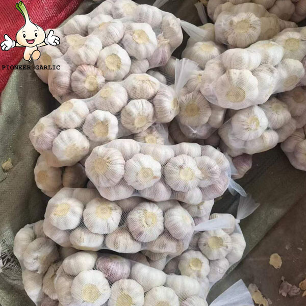 CHINESE GARLIC FRESH CHINESE BEST QUALITY PURE WHITE GARLIC