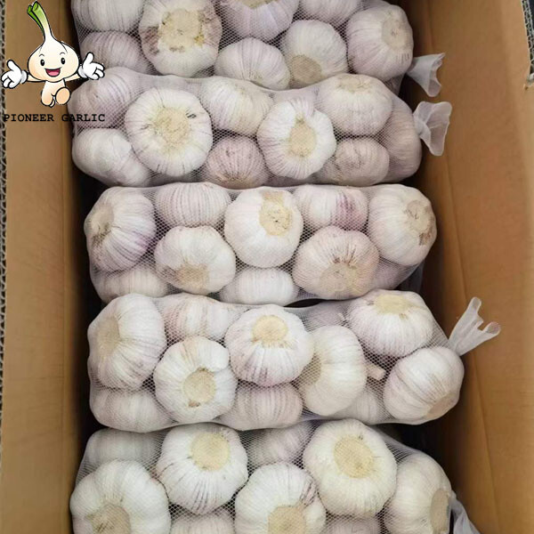 Exportación de ajo original de China a Colombia/2015 ajo de semilla fresca