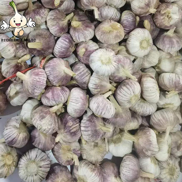 Shandong Normal White Garlic---garlic factory ,Jinxiang Origin ,Top Quallity