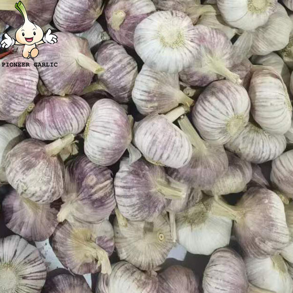 Ajo blanco normal de Shandong --- fábrica de ajo, origen de Jinxiang, calidad superior